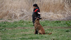 JKC (ジャパンケンネルクラブ)公認 訓練士を目指したい方